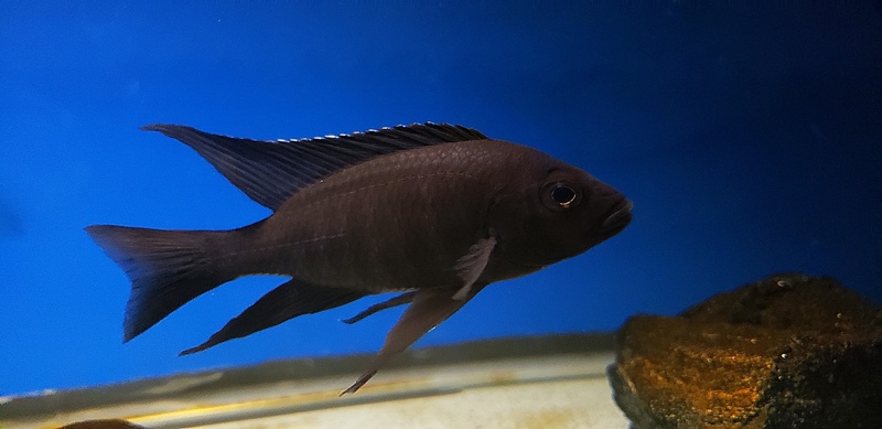 Copadichromis melas 'Mala Point'